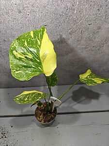 Monstera Electrolight