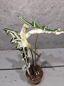 Alocasia Nobilis Pink Variegata