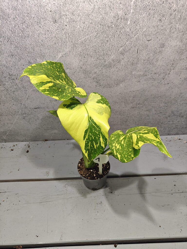 Monstera Electrolight