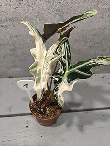 Alocasia Nobilis Pink Variegata