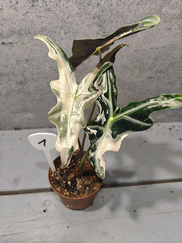 Alocasia Nobilis Pink Variegata