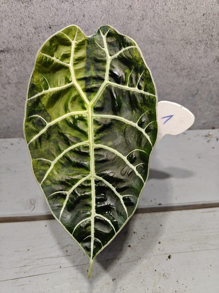 Alocasia Watsoniana Doff Aurea