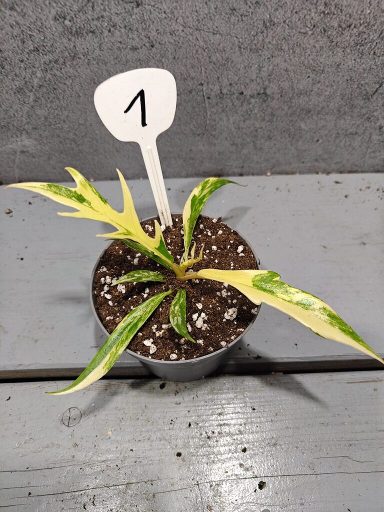 Philodendron Tortum Variegata
