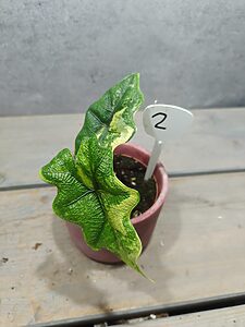 Alocasia Jacklyn Aurea Variegata
