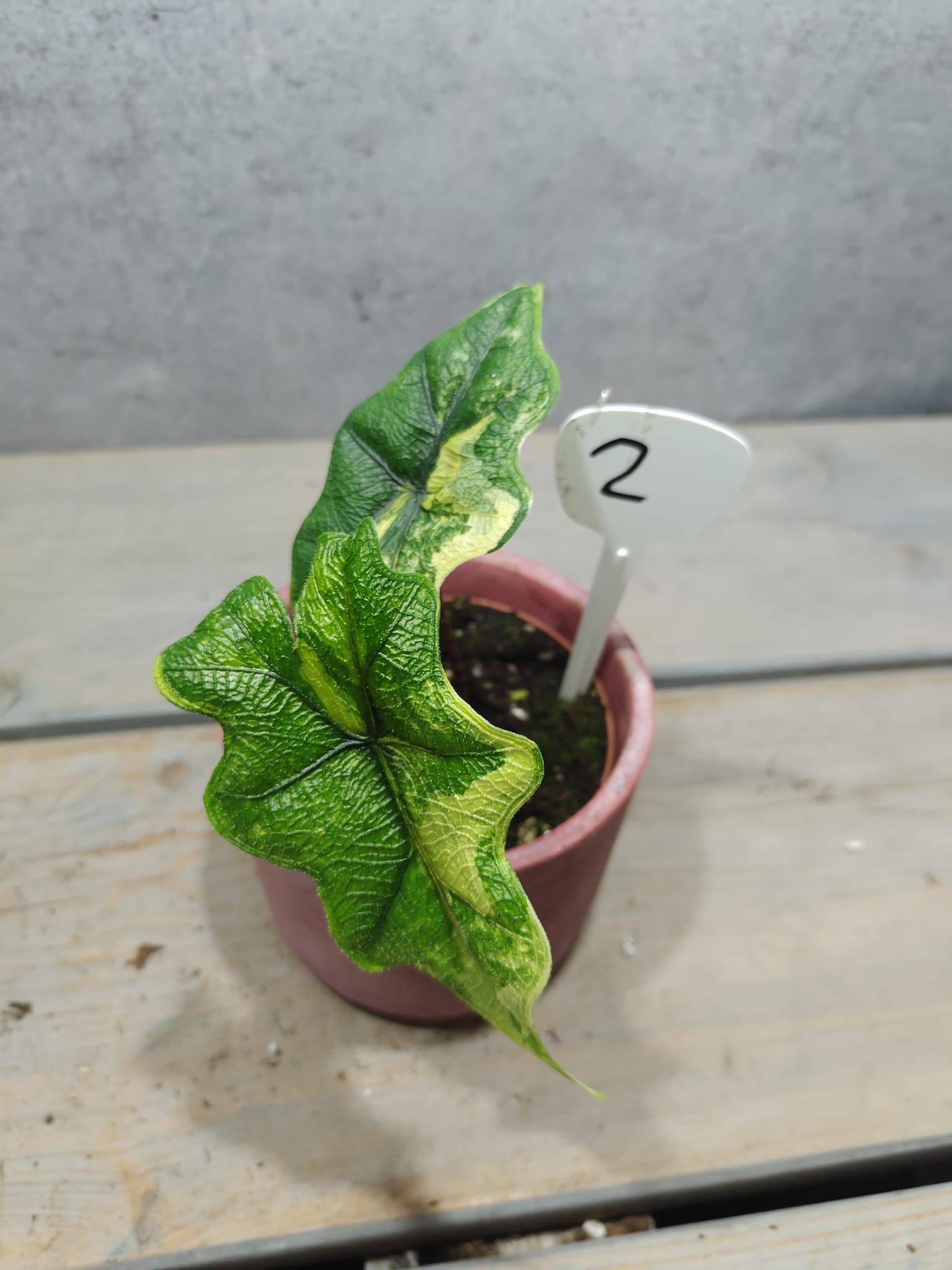 Alocasia Jacklyn Aurea Variegata Alocasia Jacklyn Aurea Variegata