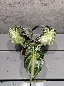 Alocasia Venom