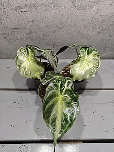 Alocasia-gif