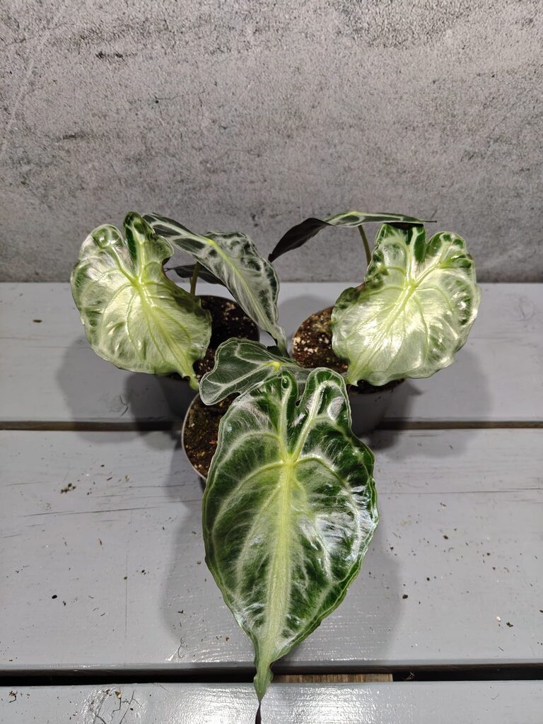 Alocasia Venom