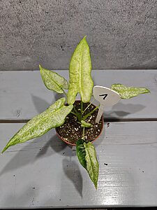 Alocasia Frydek Mosaik