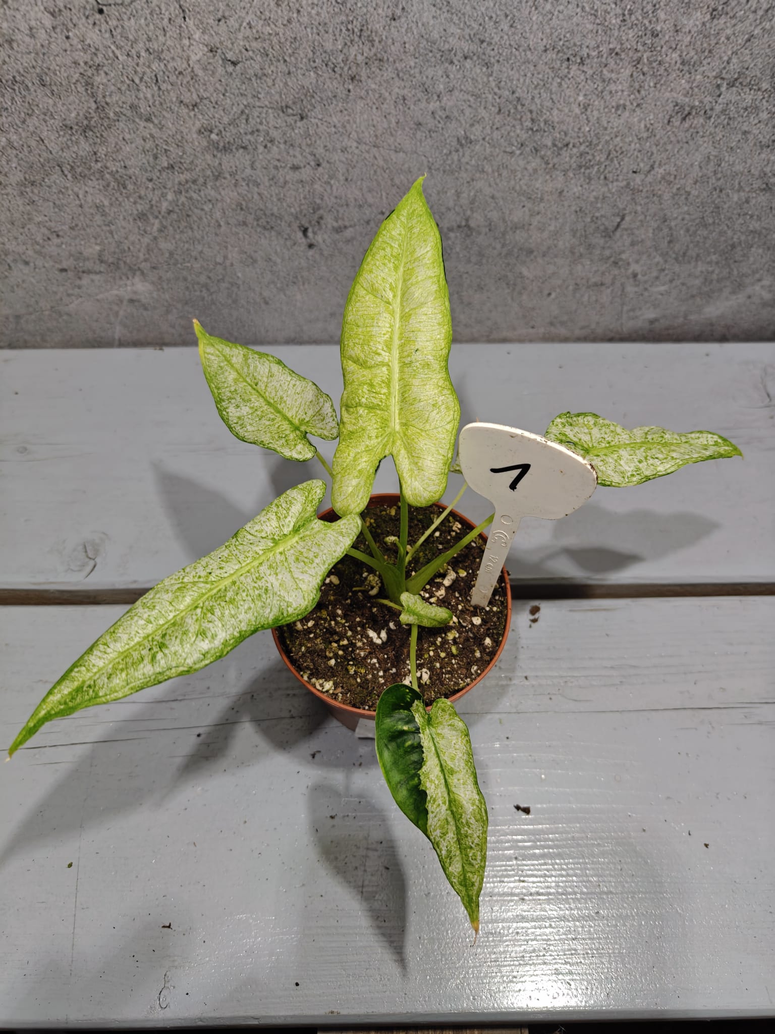 Alocasia Frydek Mosaik Alocasia Frydek Mosaik