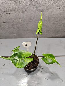 Alocasia Stingray Aurea Variegata