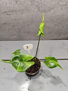 Alocasia pijlstaartrog Aurea Variegata