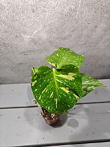 Monstera Elektrolicht