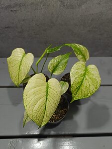 Monstera White Monster