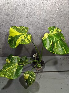 Monstera Electrolight