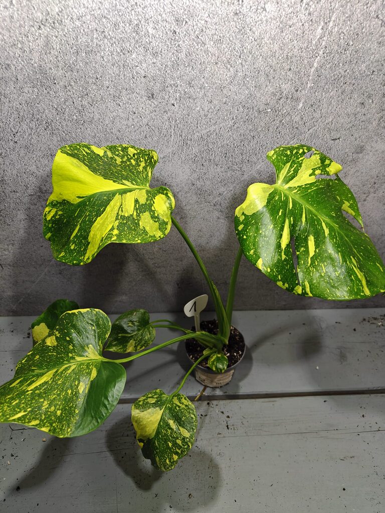 Monstera Electrolight