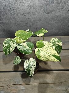 Monstera White Monster