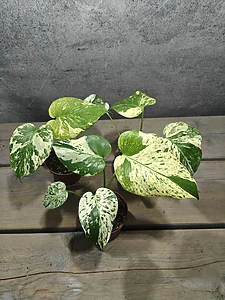 Monstera White Monster