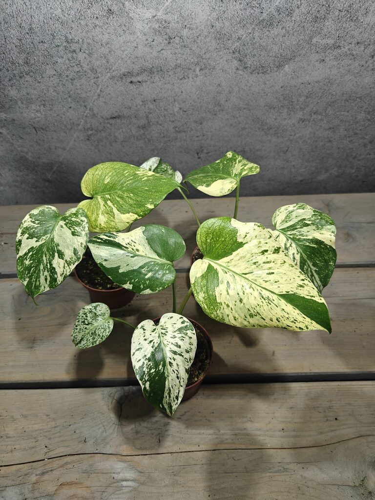 Monstera White Monster - Mr. Plants