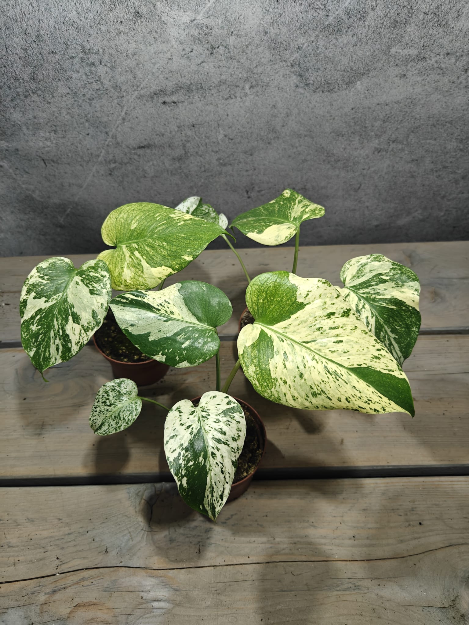 Mr. Plants - Monstera White Monster