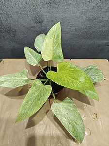 Homalomena Sulcata Cream Frost