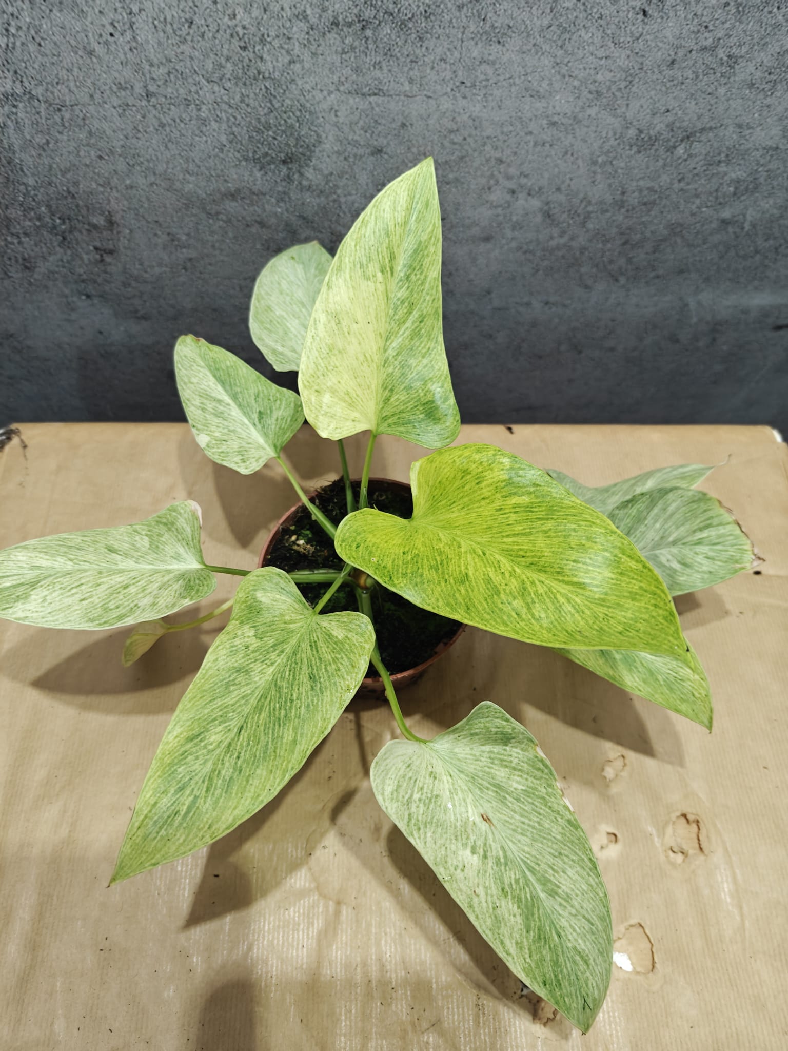 Homalomena Sulcata Cream Frost Homalomena Sulcata Cream Frost
