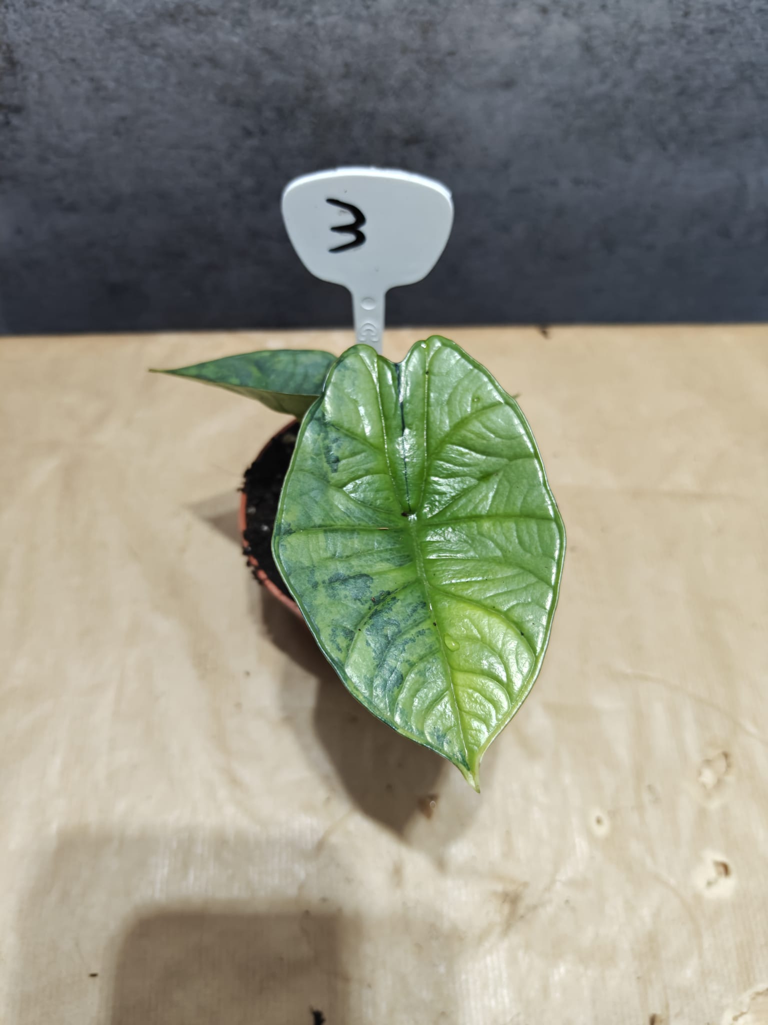 Alocasia Platinum Aurea Alocasia Platinum Aurea