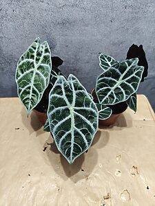 Alocasia Watsoniana Lightning