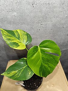 Monstera Deliciosa Aurea