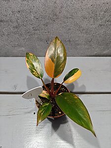 Philodendron Red Congo Variegata