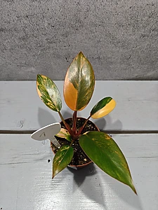Philodendron Rood Congo Variegata