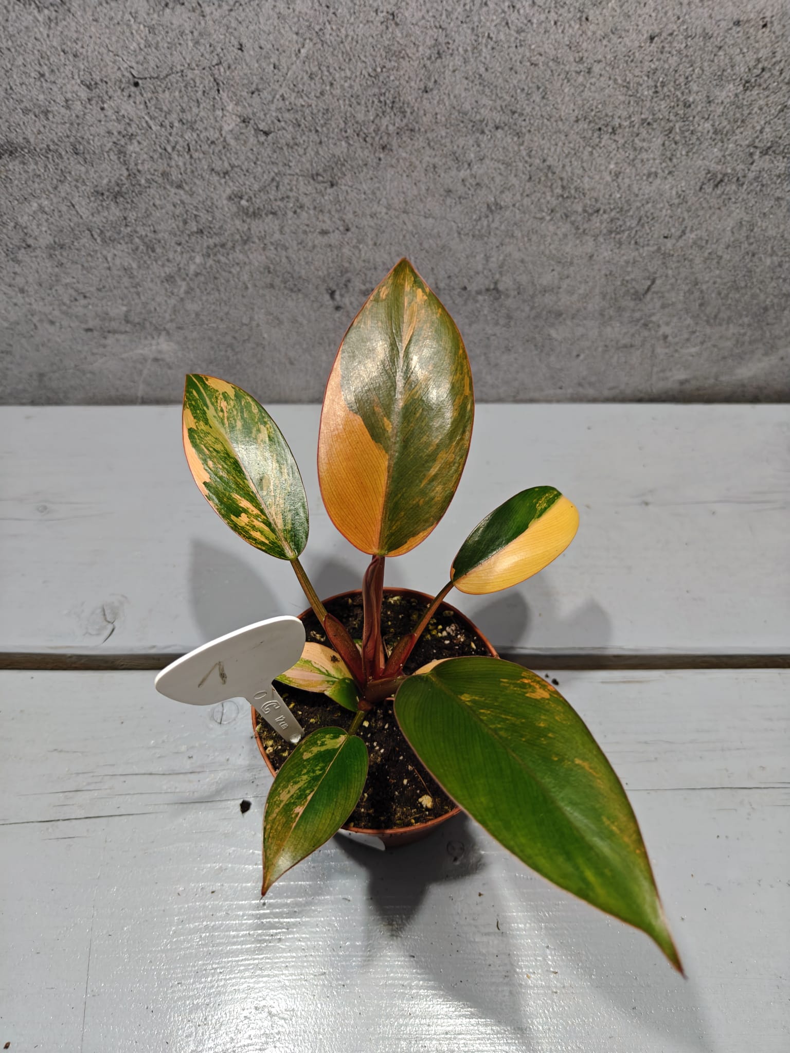 Philodendron Red Congo Variegata Philodendron Red Congo Variegata
