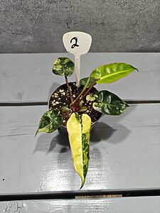 Philodendron Billietiae Variegata