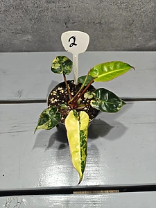 Philodendron Billietiae Variegata