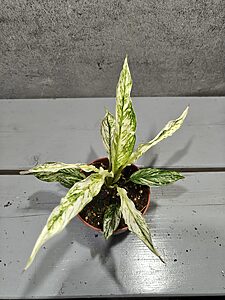 Spathiphyllum Sensation Variegata