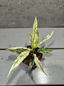 Spathiphyllum Sensatie Variegata