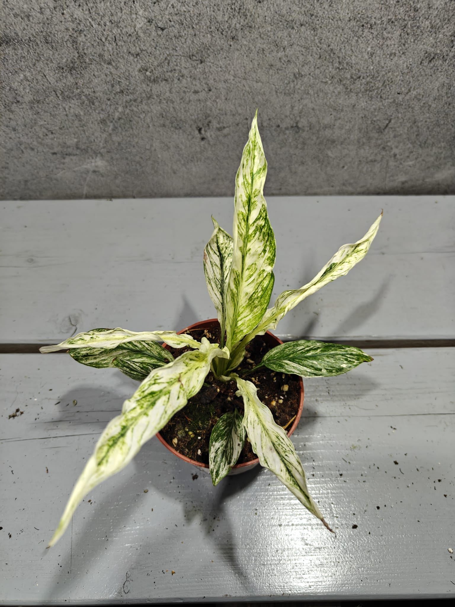 Spathiphyllum Sensation Variegata Spathiphyllum Sensation Variegata