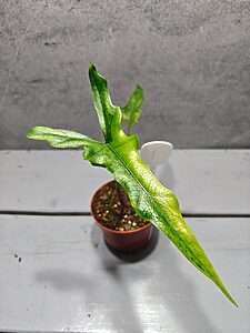 Alocasia Sabrina Aurea
