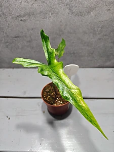 Alocasia Sabrina Aurea
