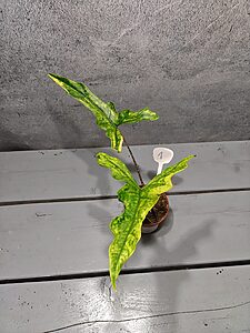 Alocasia Sabrina Aurea