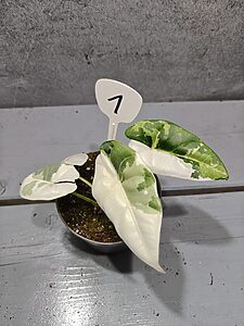 Alocasia Reversa Albo Variegata