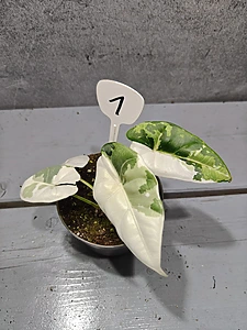 Alocasia Reversa Albo Variegata