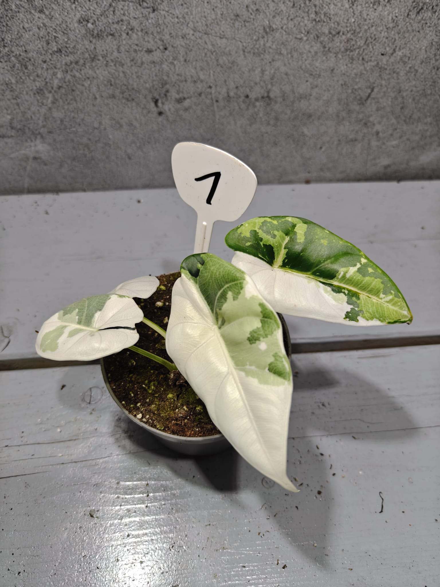 Alocasia Reversa Albo Variegata Alocasia Reversa Albo Variegata