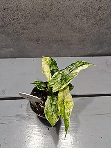 Alocasia Dragon Scale Stardust Variegata