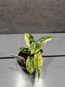 Alocasia Drakenschub Variegata