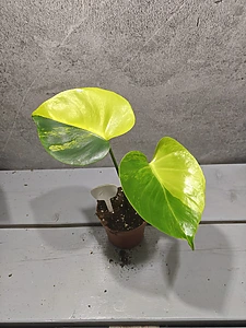 Monstera Geel Marilyn Variegata