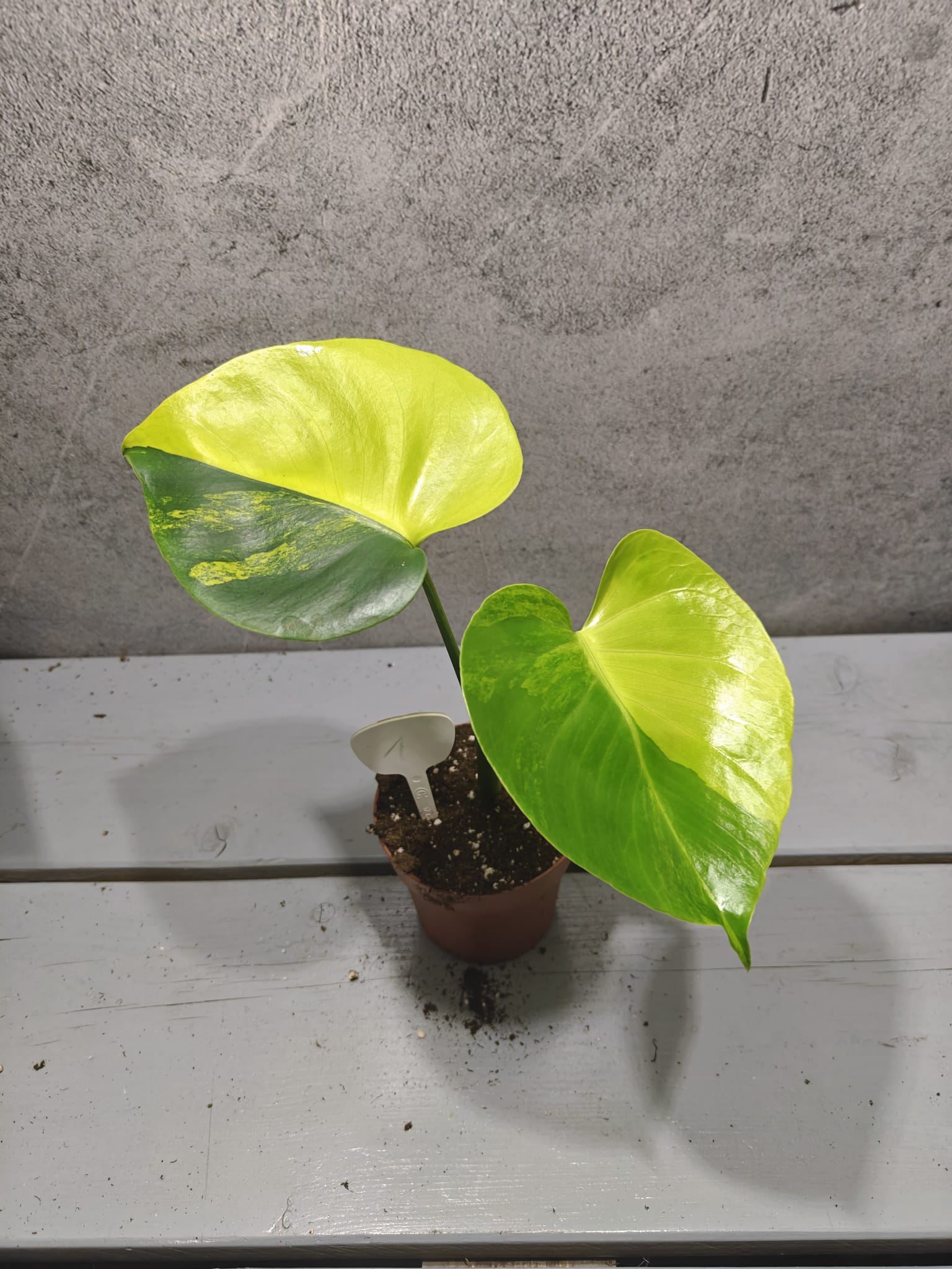 Monstera Yellow Marilyn Variegata Monstera Yellow Marilyn Variegata