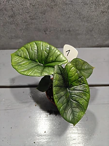 Alocasia platina Aurea
