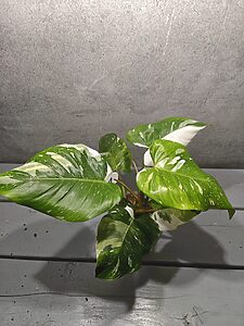 Philodendron White Princess