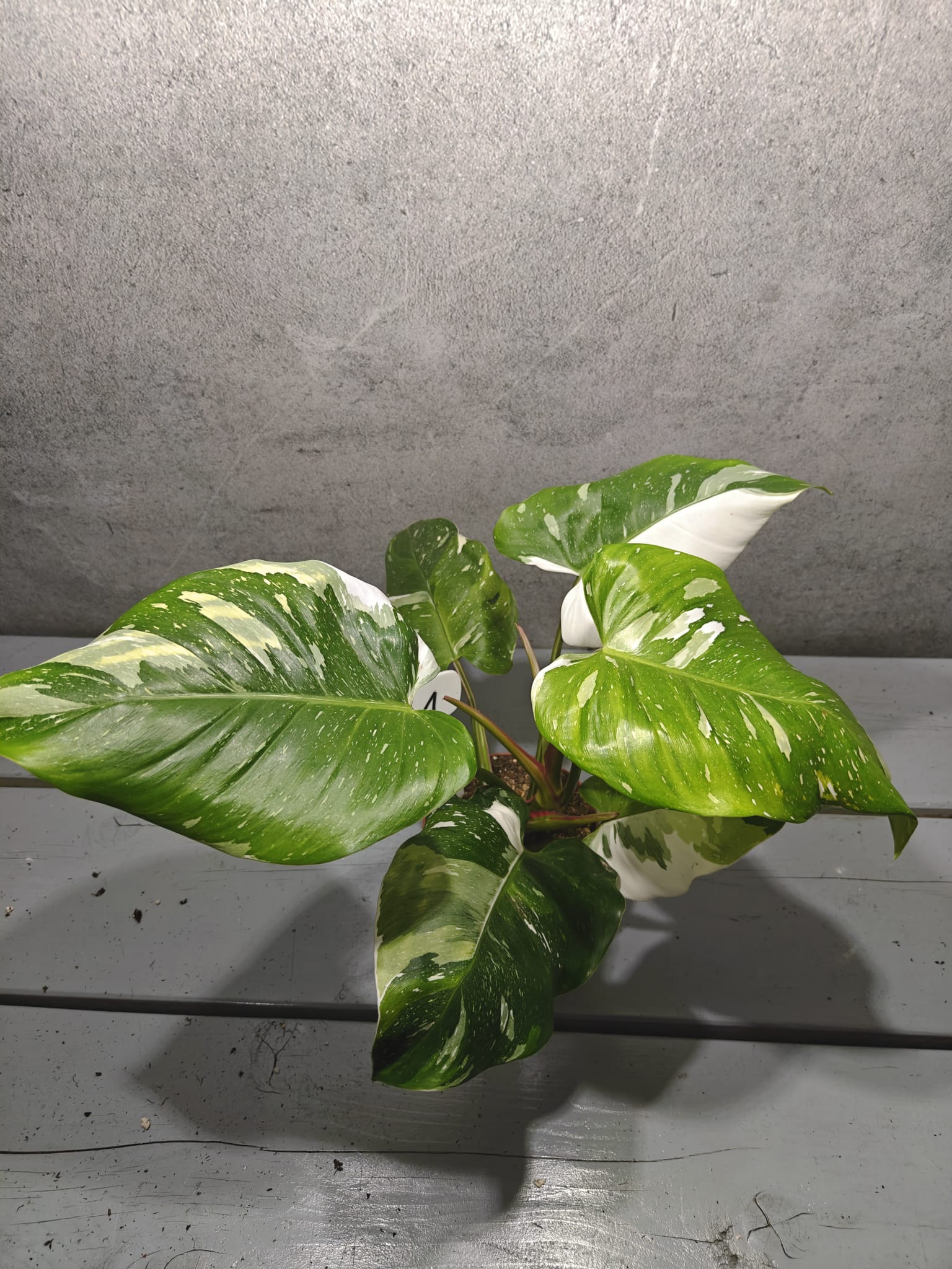 Philodendron White Princess